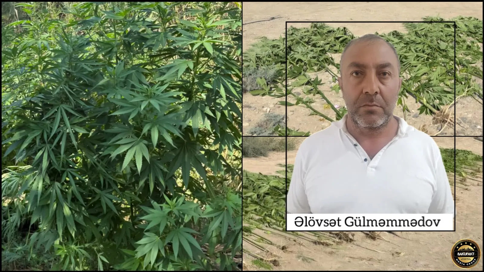 Polis çətənə bitkiləri aşkarlayıb