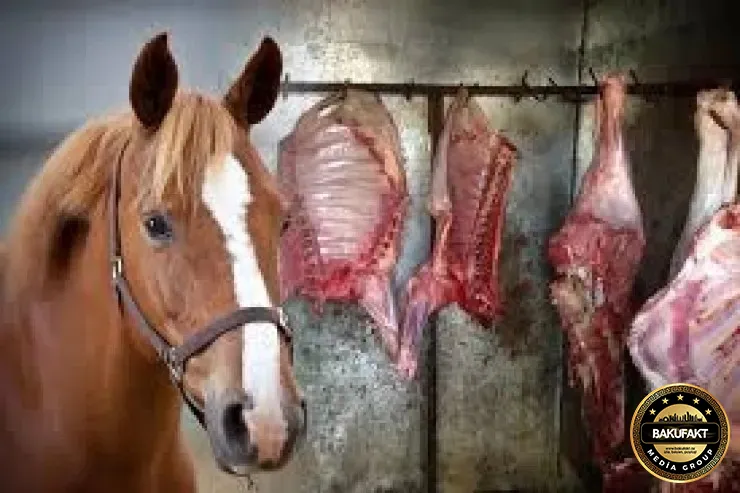 Bakıda ŞOK ƏMƏLİYYAT: 1 tondan artıq yararsız at əti aşkar olundu - VİDEO