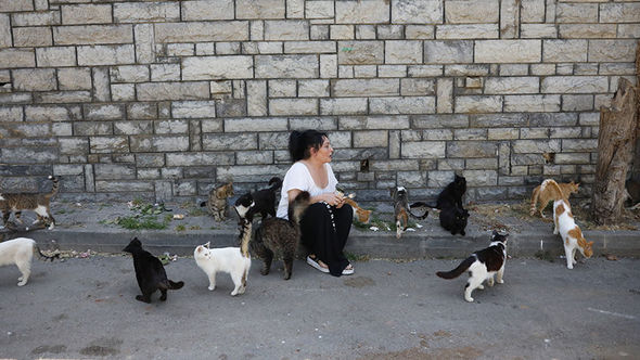 “Hər yerdən cəsədləri yığırıq”: Böyükadada “pişik koronavirusu” yayılıb - FOTO