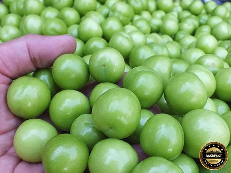 Azərbaycanda alça bağlarında DƏHŞƏTLİ xəstəlik yayıldı - VİDEO