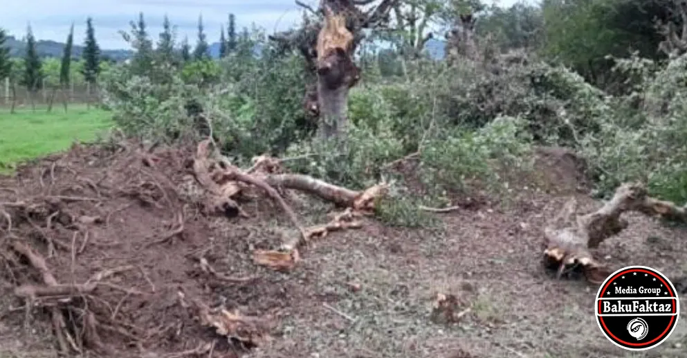 Masallıda qanunsuz ağac daşınmasının qarşısı alındı