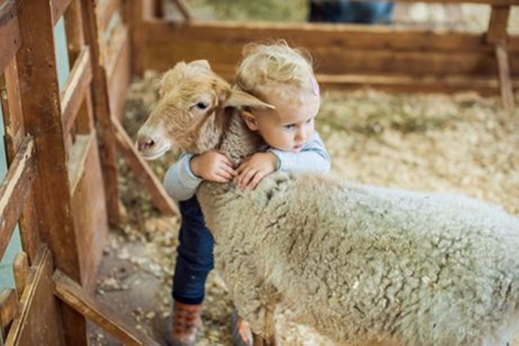 Qurban bayramı ilə bağlı heyvan satışı və kəsimi yerləri