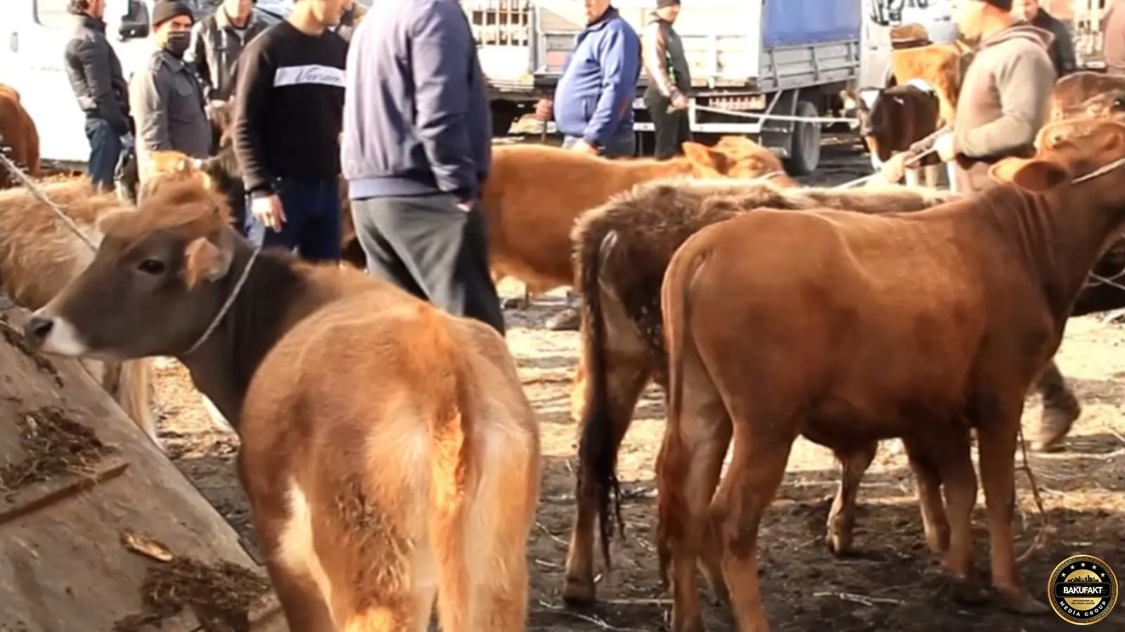 Bu heyvan bazarları fəaliyyət göstərməyəcək - Xəbərdarlıq