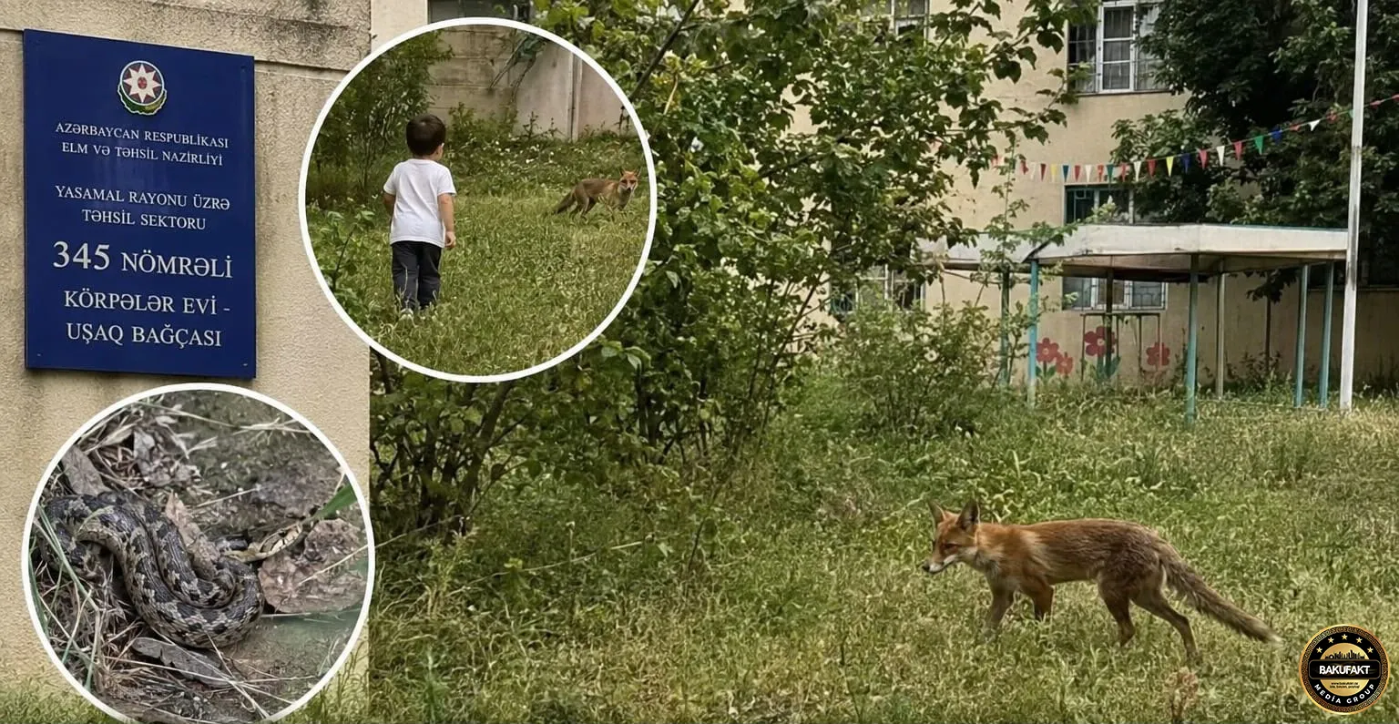 Yasamal rayonundakı 345 saylı uşaq bağçasında təhlükəli vəziyyət: "Bağçanın həyətində tülkü və ilan gəzir"